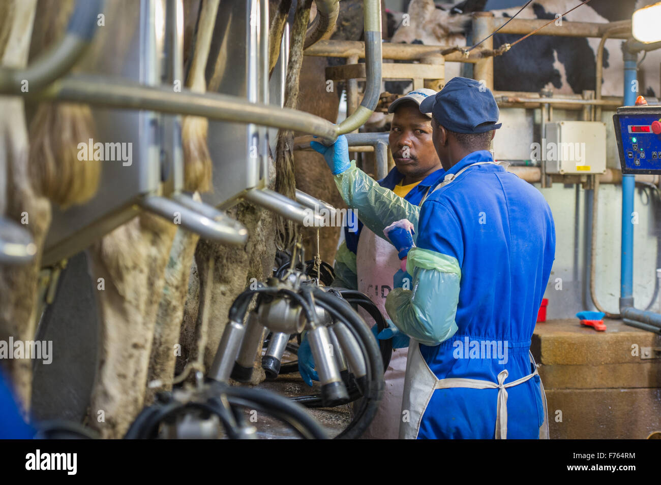 SOUTH AFRICA Cows being milked on dairy farm Stock Photo Alamy