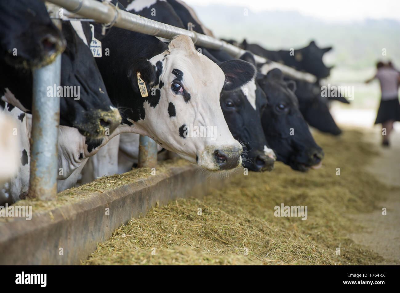 SOUTH AFRICA Cows on dairy farm Stock Photo Alamy