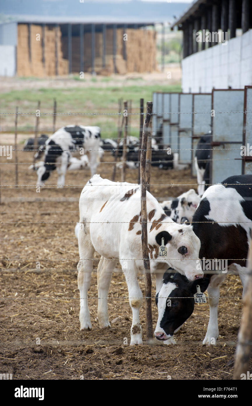 SOUTH AFRICA- Cows on dairy farm Stock Photo - Alamy