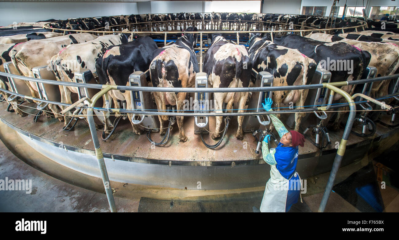 SOUTH AFRICA Cows being milked on dairy farm Stock Photo Alamy