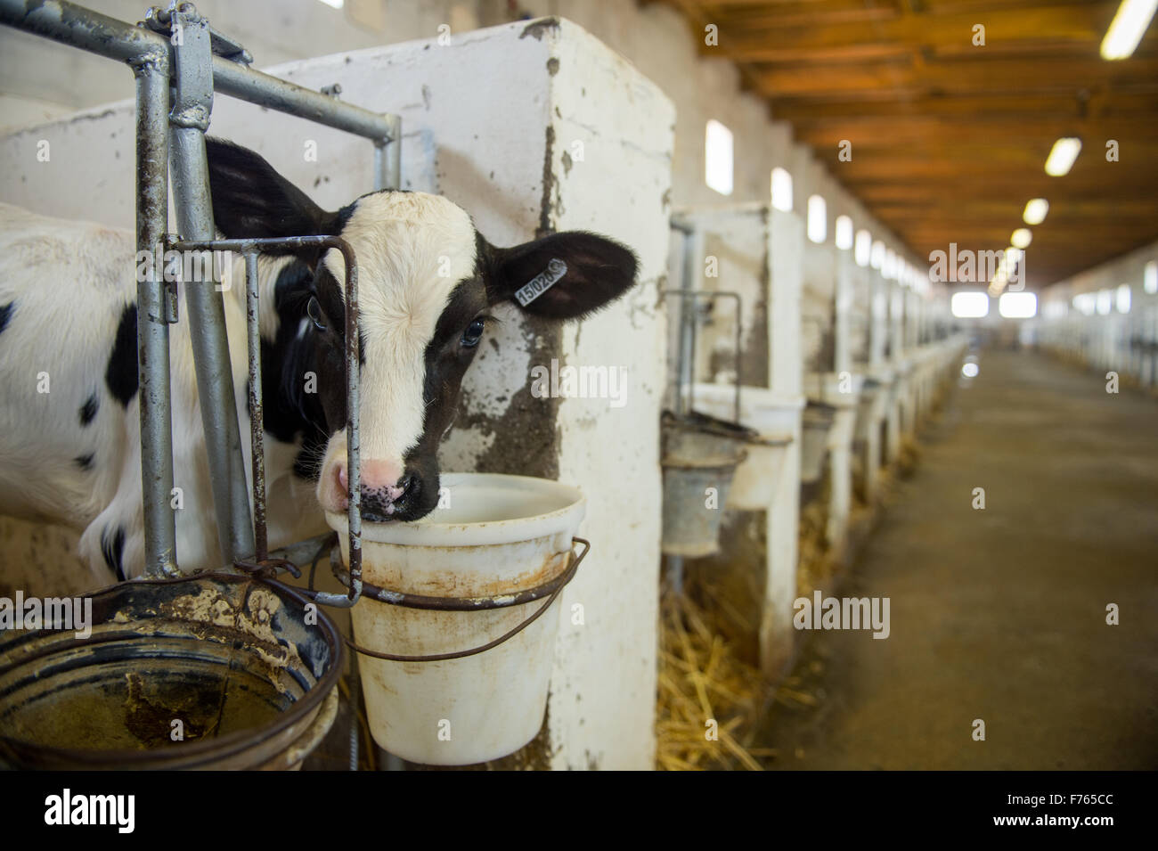 SOUTH AFRICA Cows on dairy farm Stock Photo Alamy