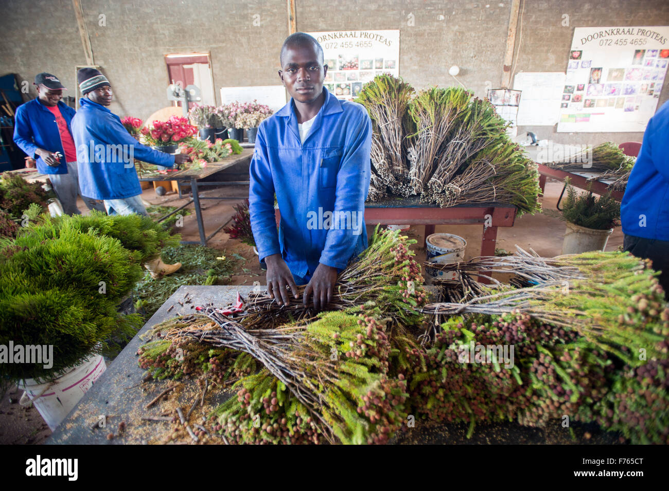 SOUTH AFRICA Workers at “Doornkraal” Protea flowering plant nursery