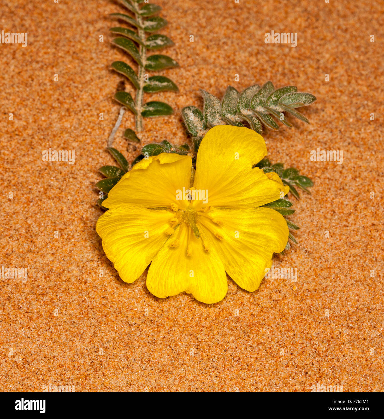 Vivid yellow flower & leaves of Tribulus hystrix, porcupine / sandhill puncture vine, Australian wildflower growing in red sand in outback desert Stock Photo