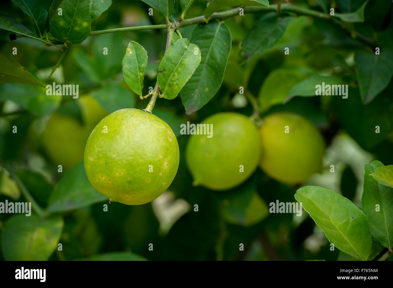 SOUTH AFRICA Limes growing on tree Stock Photo Alamy