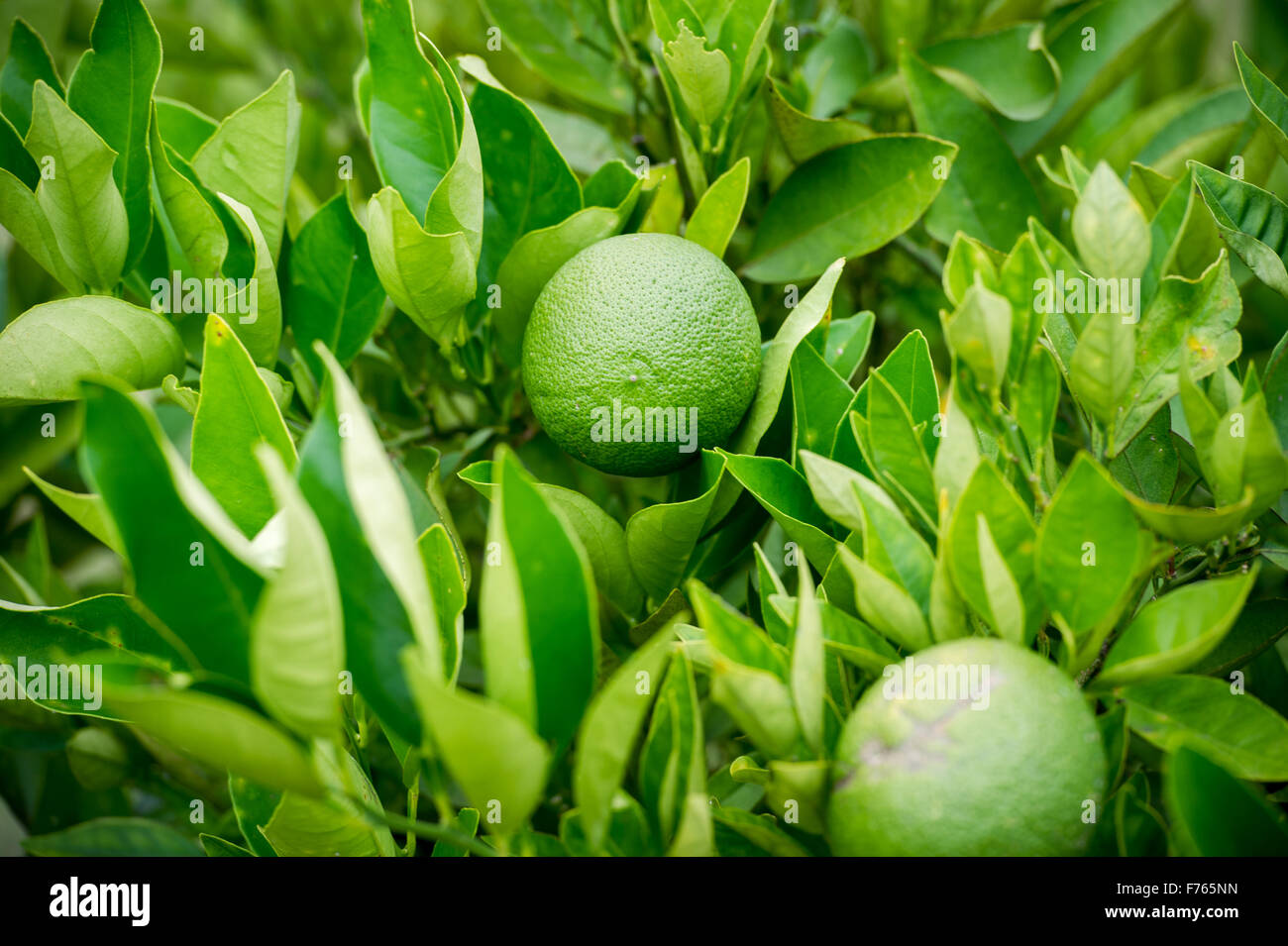 SOUTH AFRICA Limes growing on tree Stock Photo Alamy