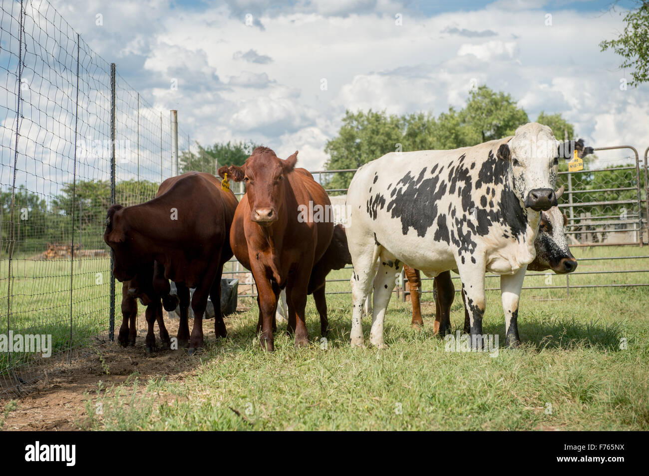 SOUTH AFRICA Bonsmara and Nguni cows on farm Stock Photo Alamy