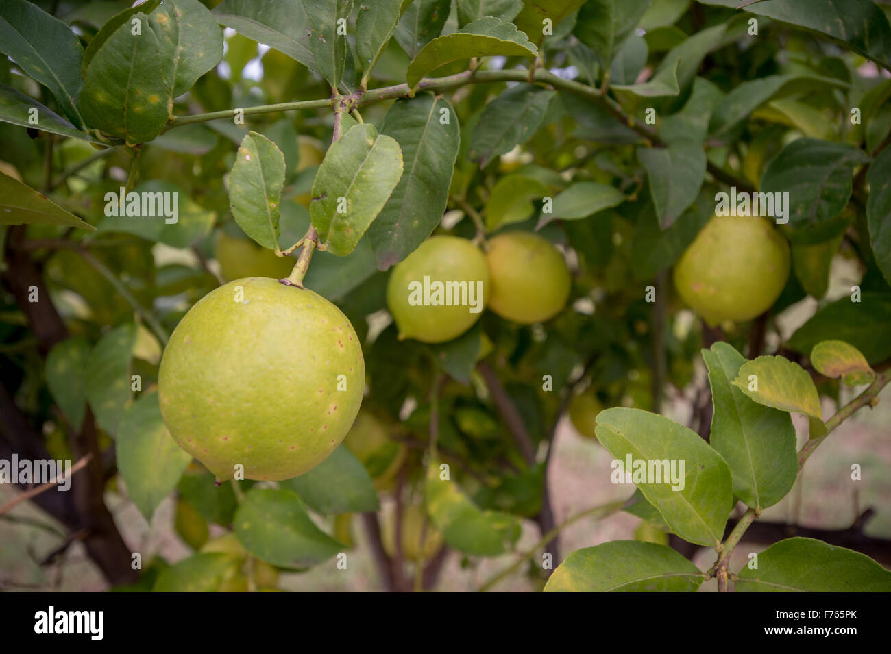 Fruit farm africa hires stock photography and images Alamy