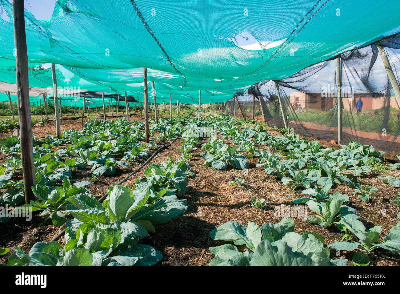 JOHANNESBURG, SOUTH AFRICA Cabbage plants growing under covered farm