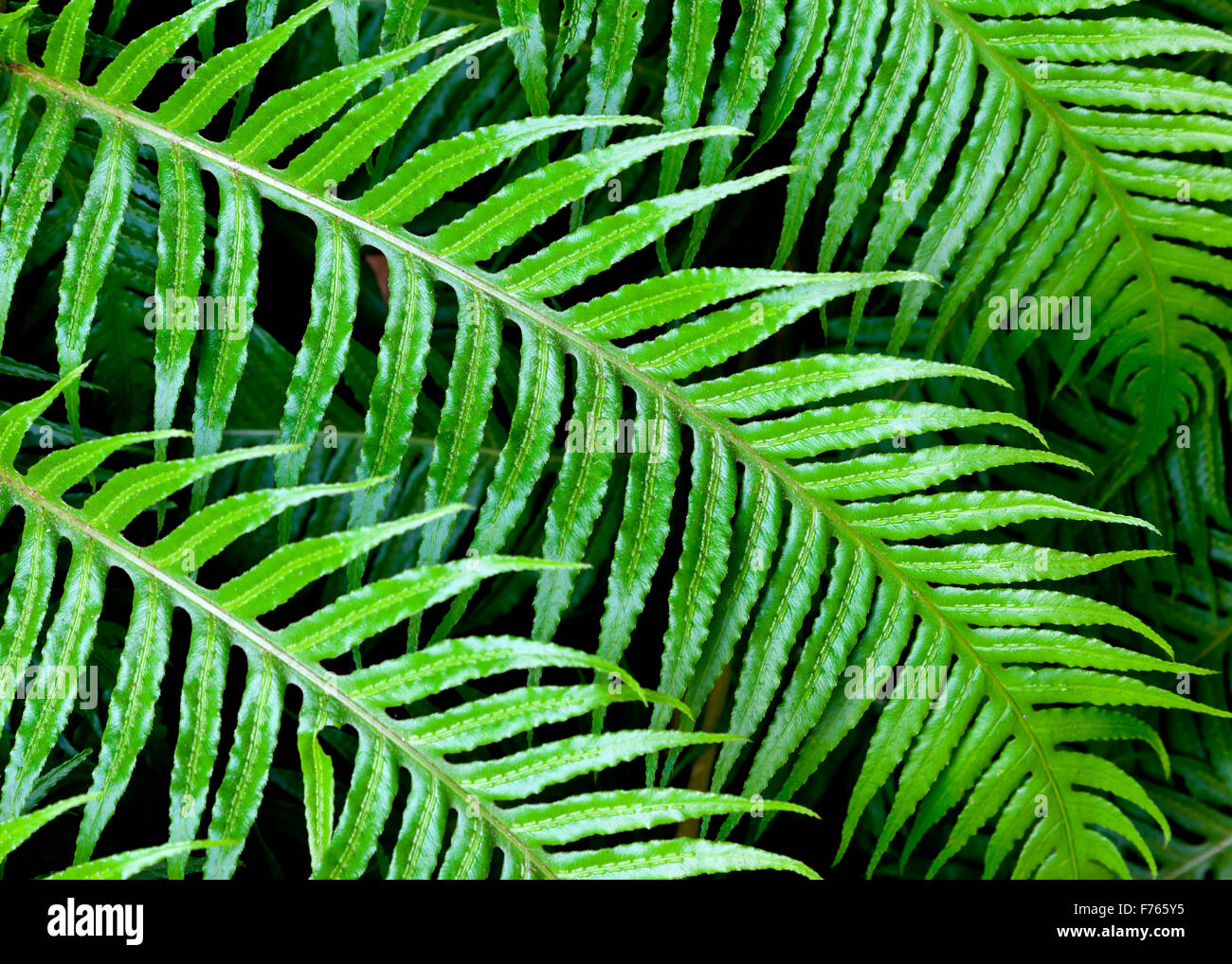 Close up view of green fern leaves on a plant in summer Stock Photo