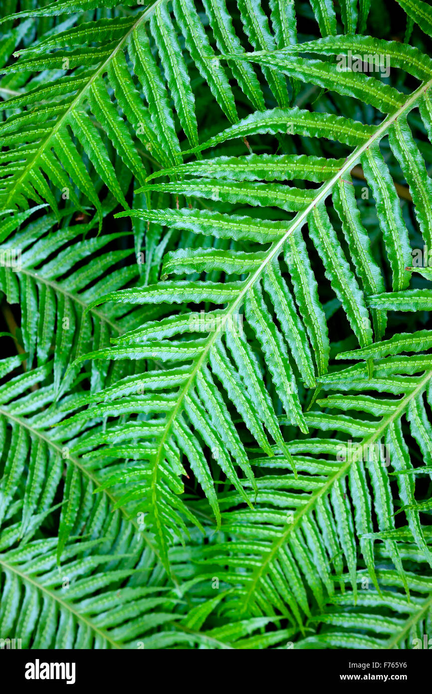 Close up view of green fern leaves on a plant in summer Stock Photo Alamy