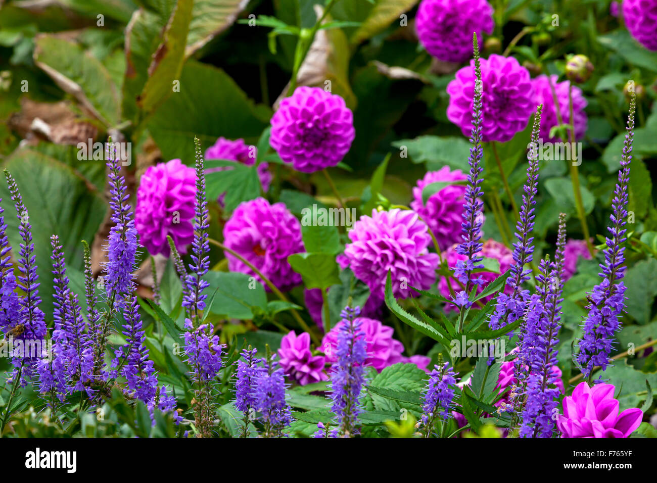 Purple dahlias and lavender plants growing in a garden in late summer Stock Photo