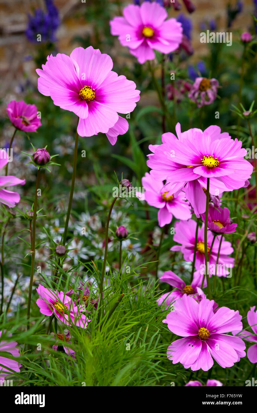 Pink and purple Coreopsis flowers growing in a garden in late summer Stock Photo