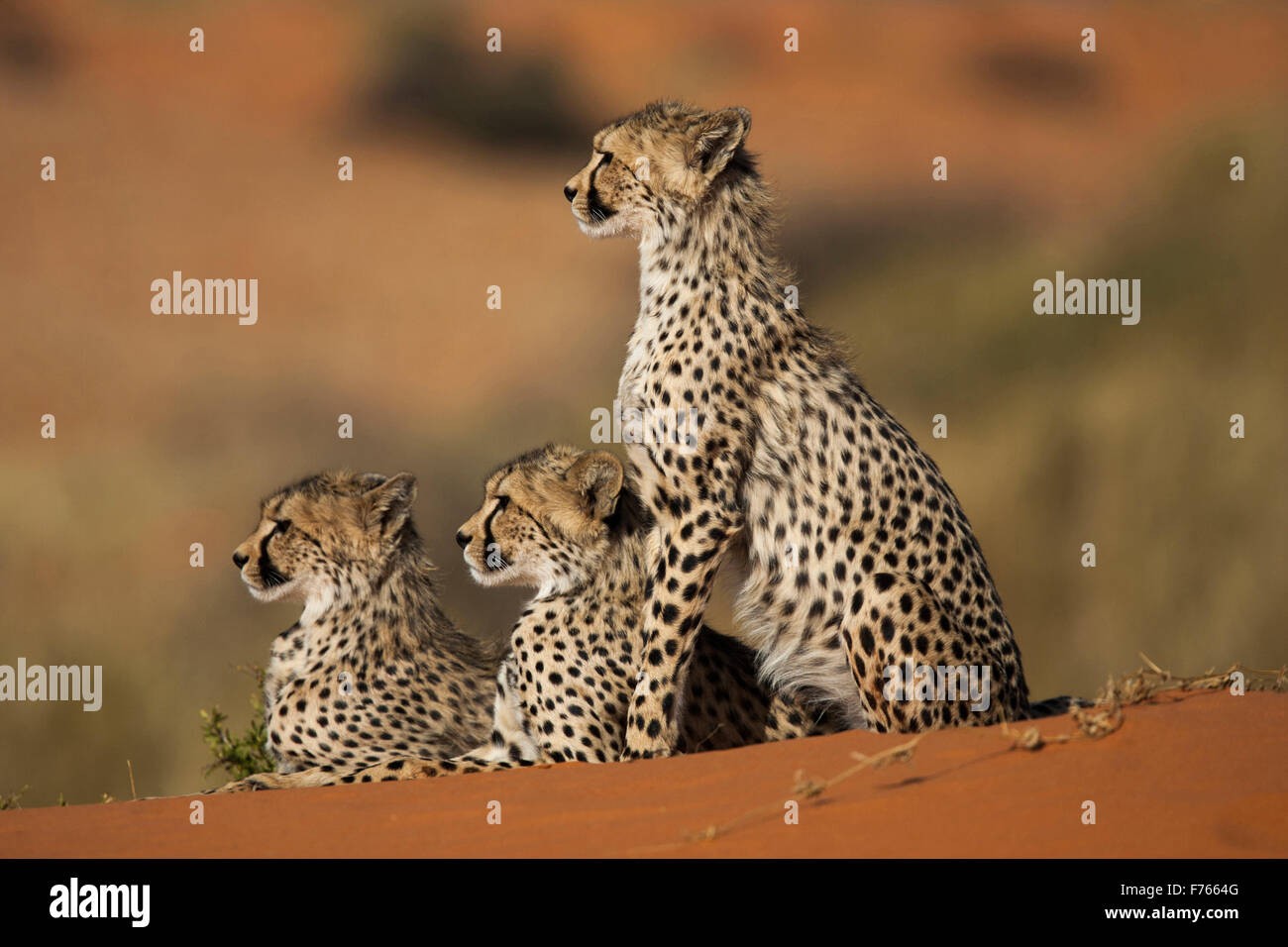 Side view of three cheetahs on top of a sand dune in the Kgalagadi Transfrontier Park Stock Photo