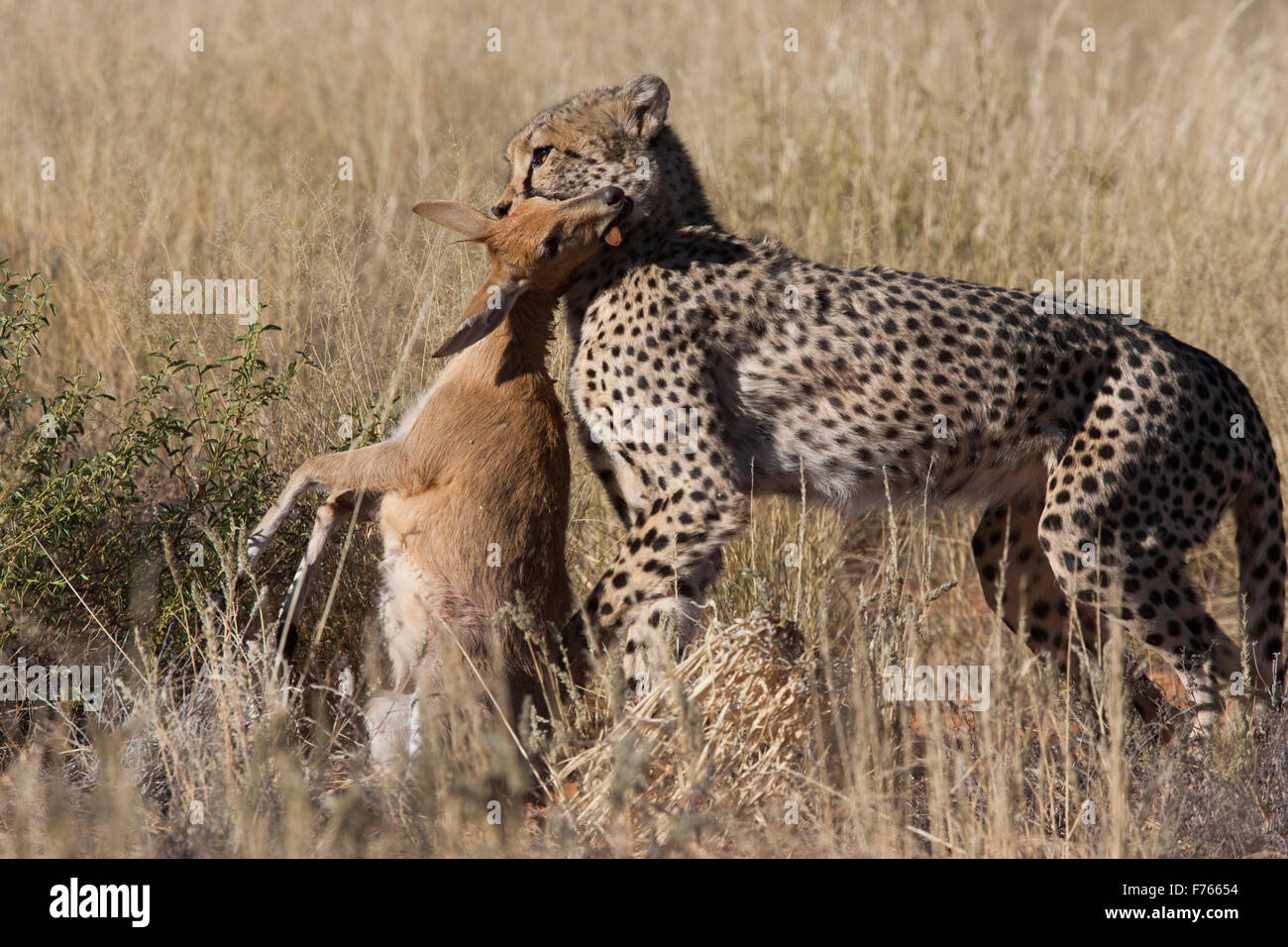 Cheetah carrying a female steenbok which she has just caught in the Kgalagadi Transfrontier Park Stock Photo