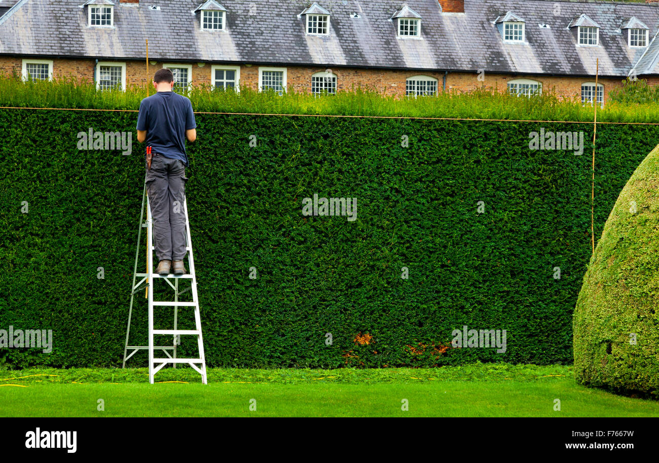 Hedge trimming ladder hires stock photography and images Alamy
