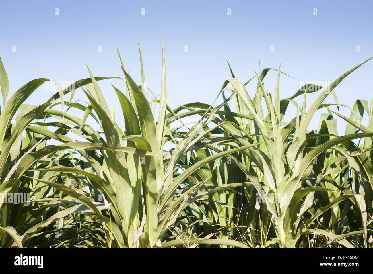 Green field of corn growing up, stock photo Stock Photo