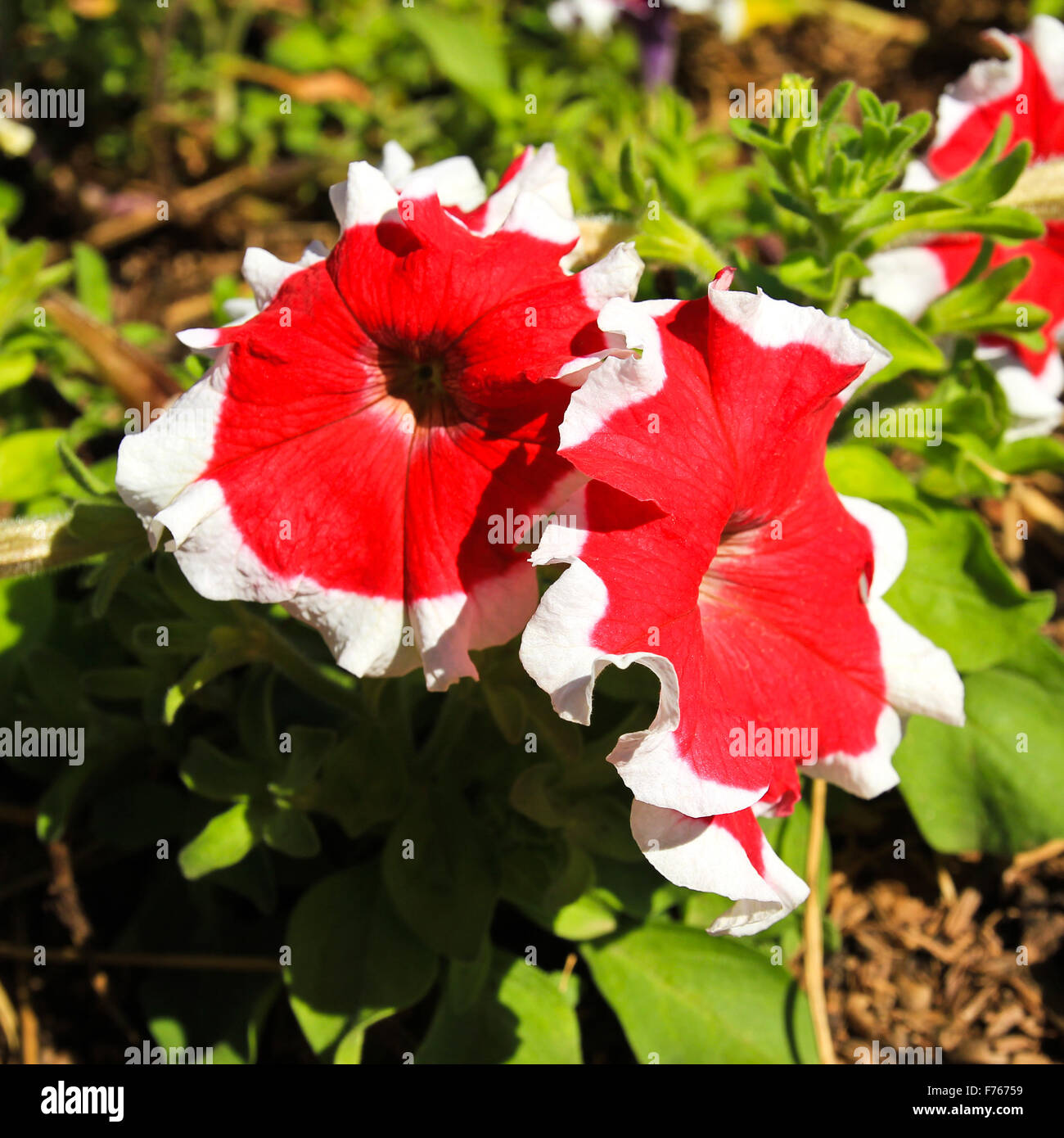 Red white petunias flowers Stock Photo