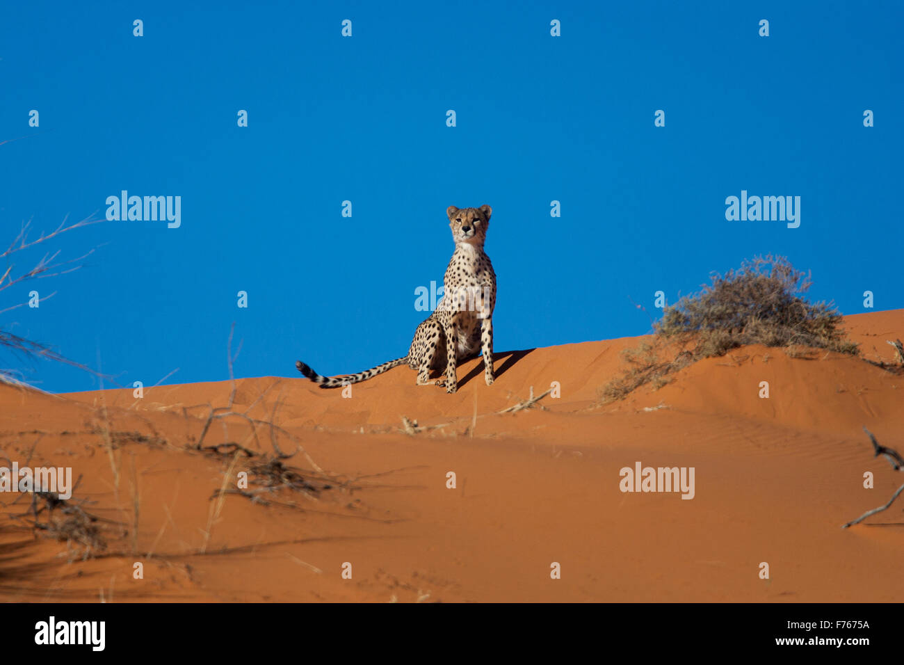 Low angle of a cheetah sitting on top of a sand dune in the Kgalagadi Transfrontier Park Stock Photo