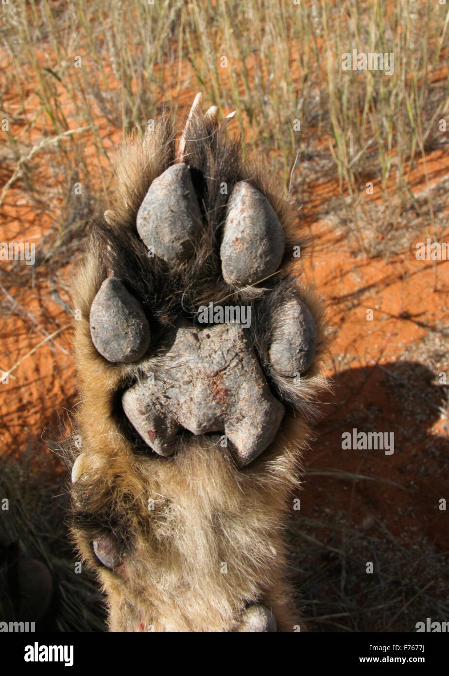 Underneath of a lions paw showing the pads in the Kgalagadi Transfrontier Park Stock Photo