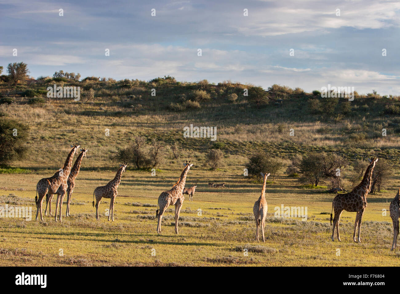 A group of giraffes staring at a predator in the Kgalagadi Transfrontier Park Stock Photo