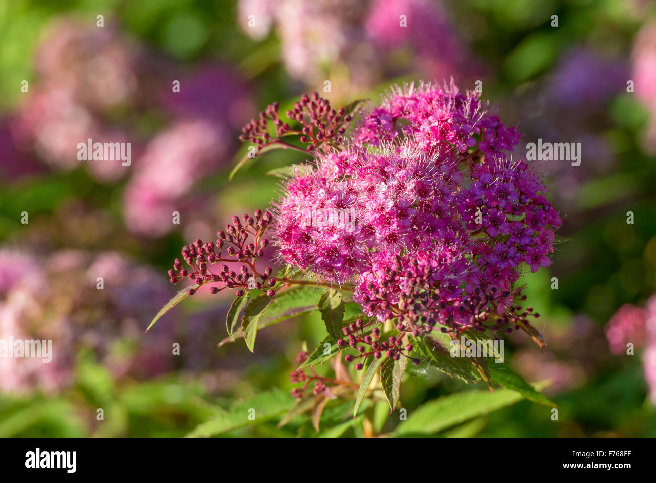 Spiraea japonica (Japanese spiraea) Stock Photo