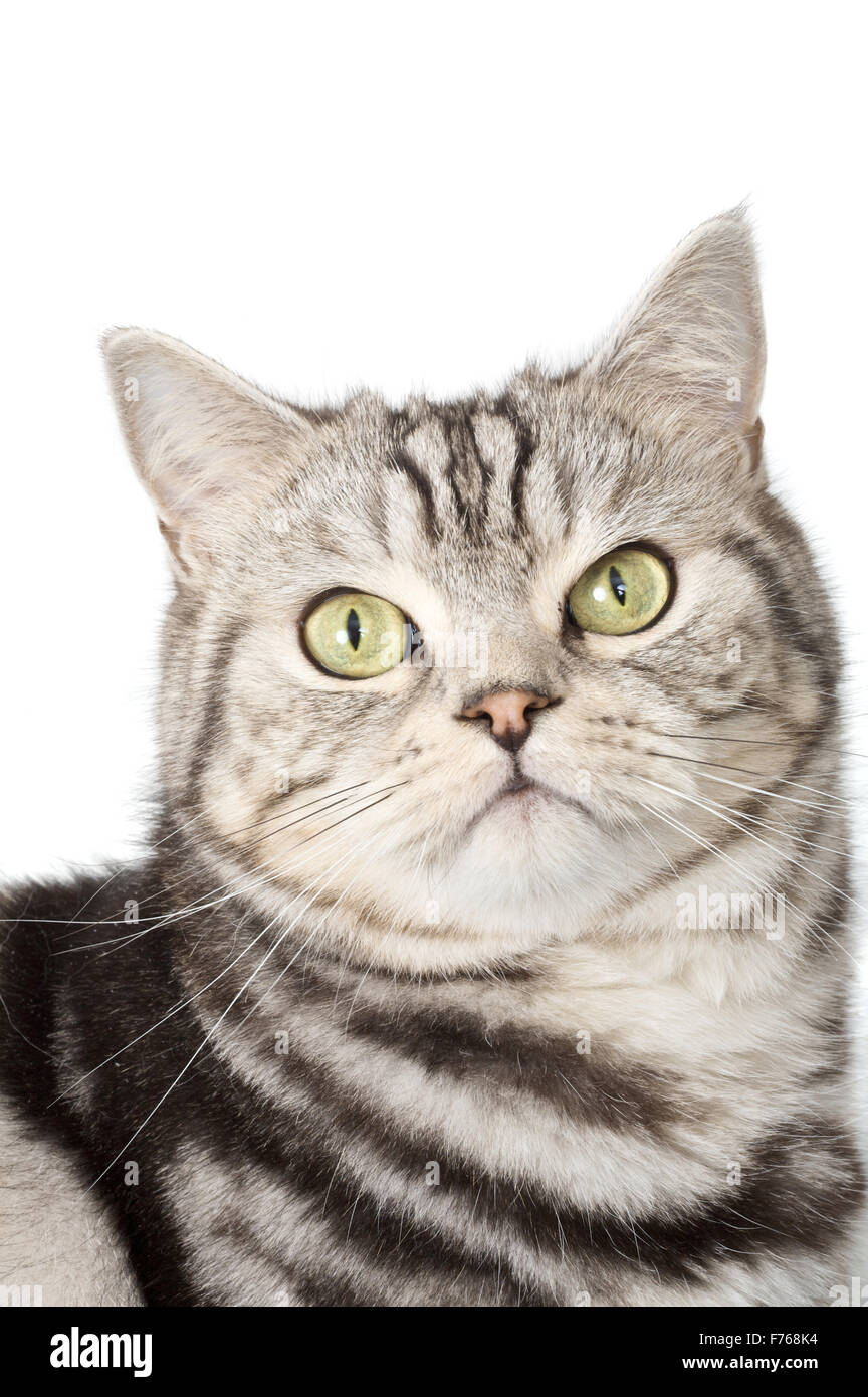 Beautiful cat Stock Photo
