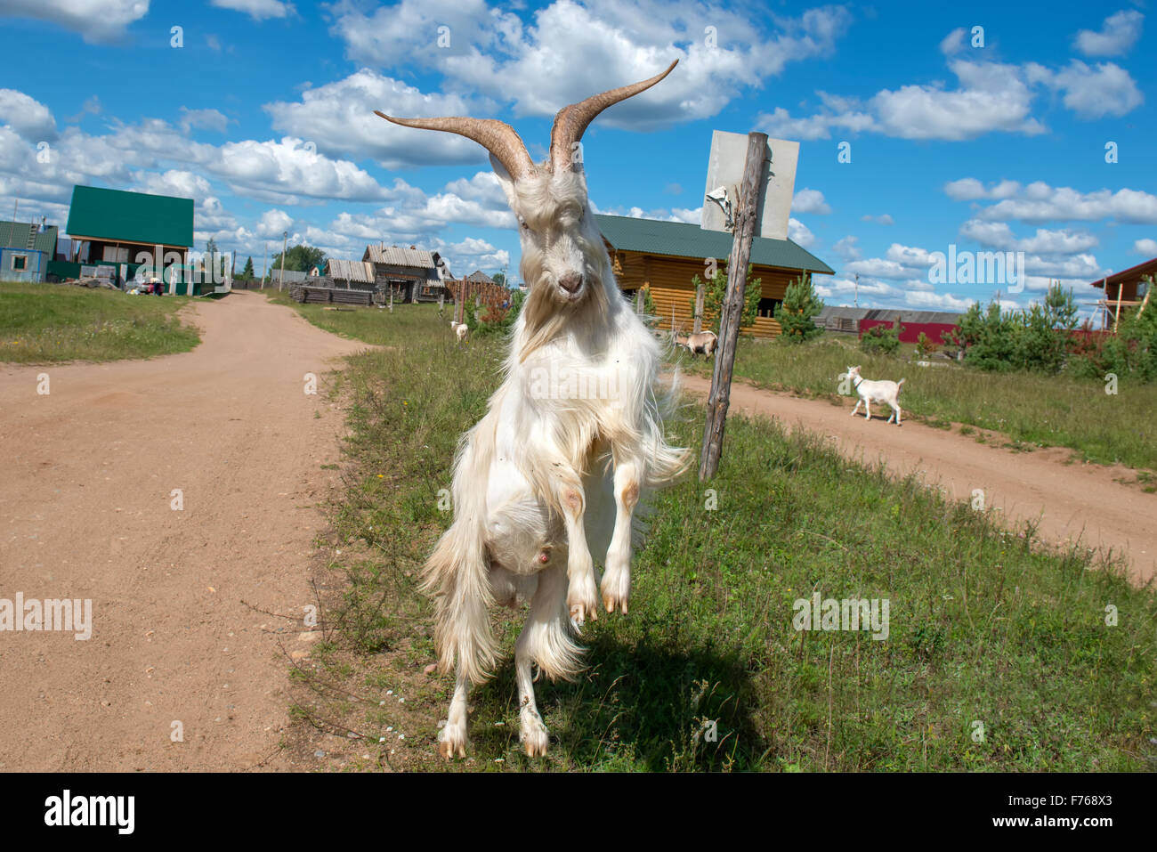 Goat attack hires stock photography and images Alamy