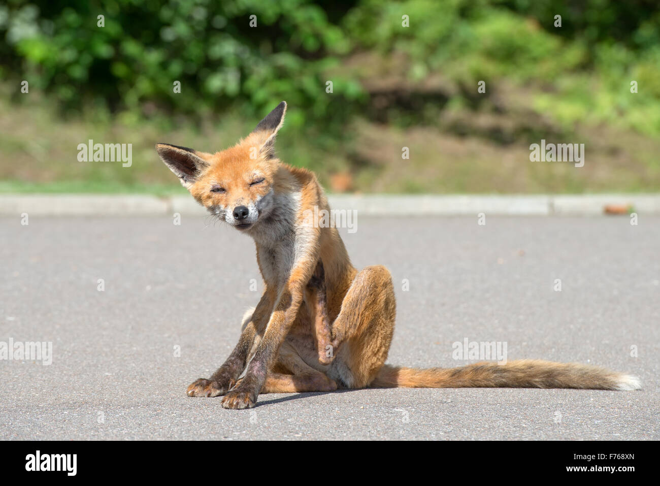 Young fox scratched and takes a bite of fleas Stock Photo Alamy
