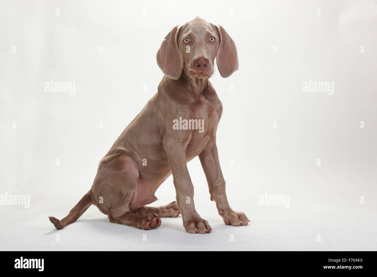 Weimaraner, puppy, 4 months|Weimaraner, Welpe, 4 Monate Stock Photo