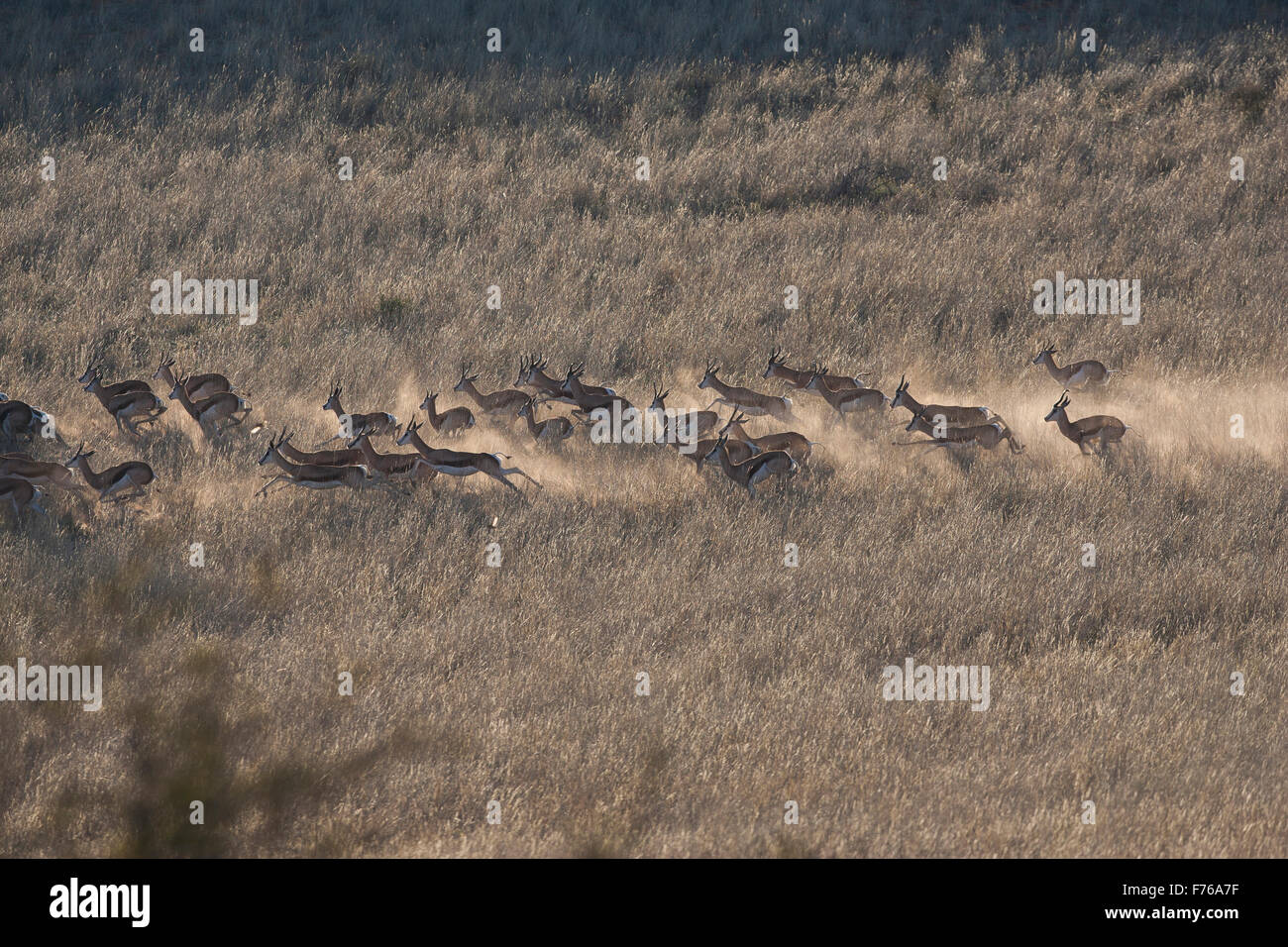 Elevated view of a herd of springbok running in the Kgalagadi Transfrontier Park Stock Photo