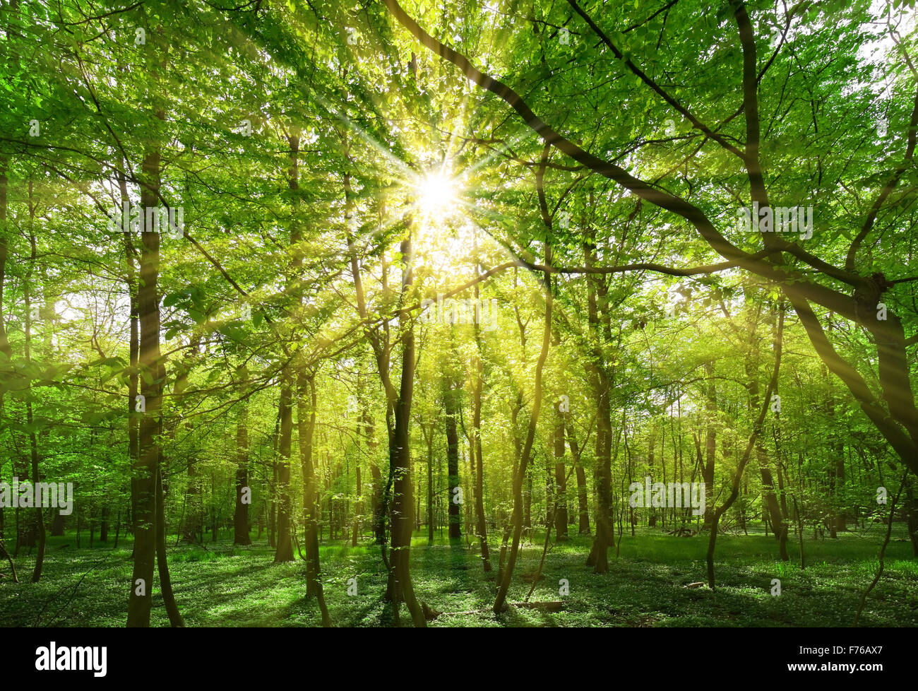 spring sun shining through the tree branches Stock Photo Alamy