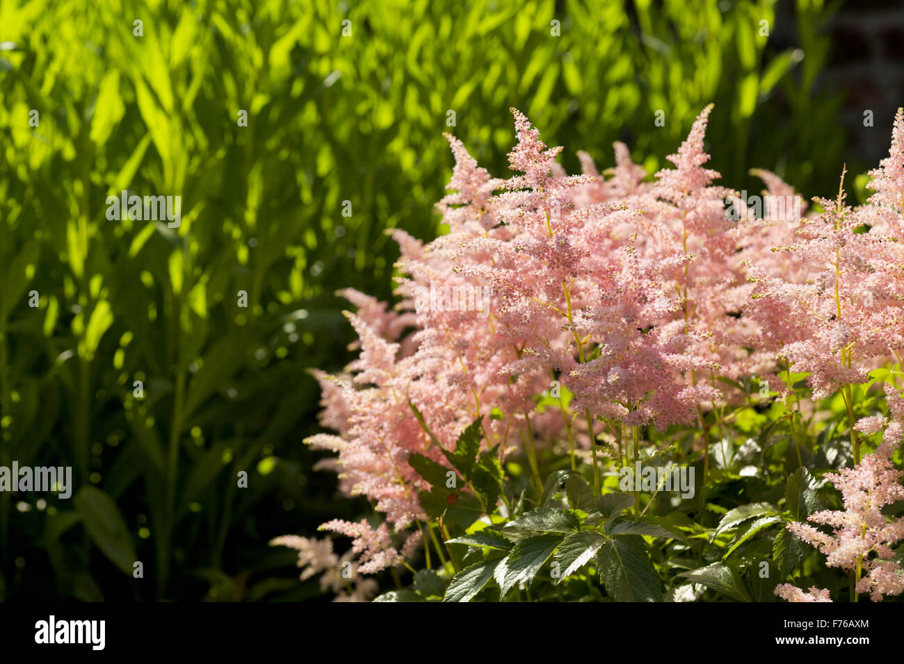 Pink Astilibe x arendsii commonly known as False Spirea or Hybrid Astilbe Stock Photo
