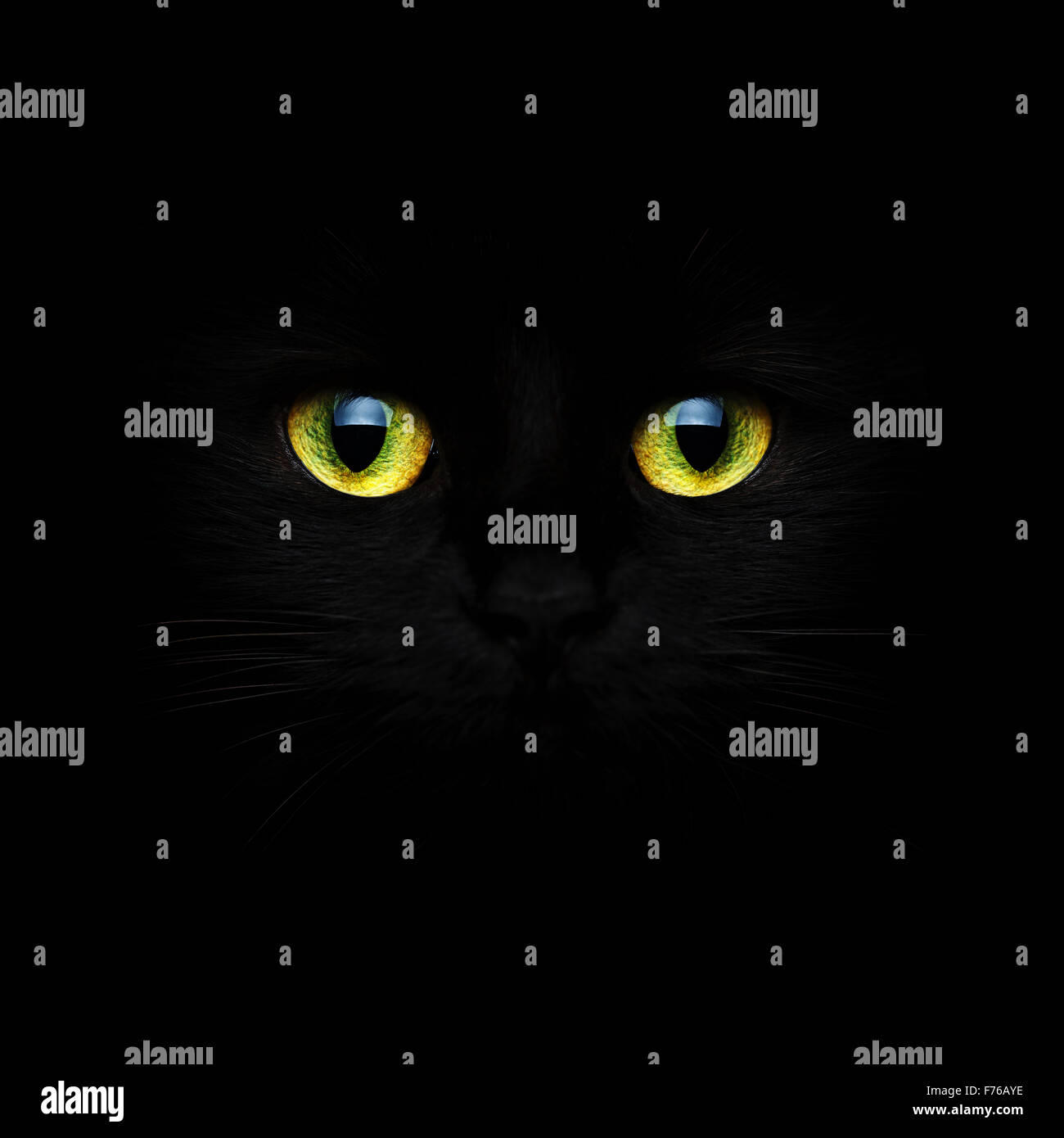 Cute muzzle of a black cat closeup Stock Photo - Alamy