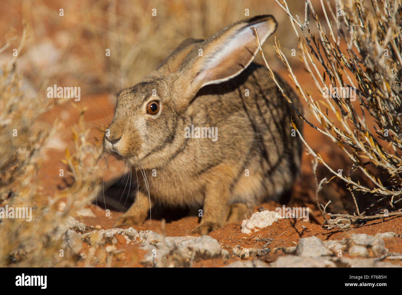 Rabbit on a sand dune in the Kgalagadi Transfrontier Park Stock Photo