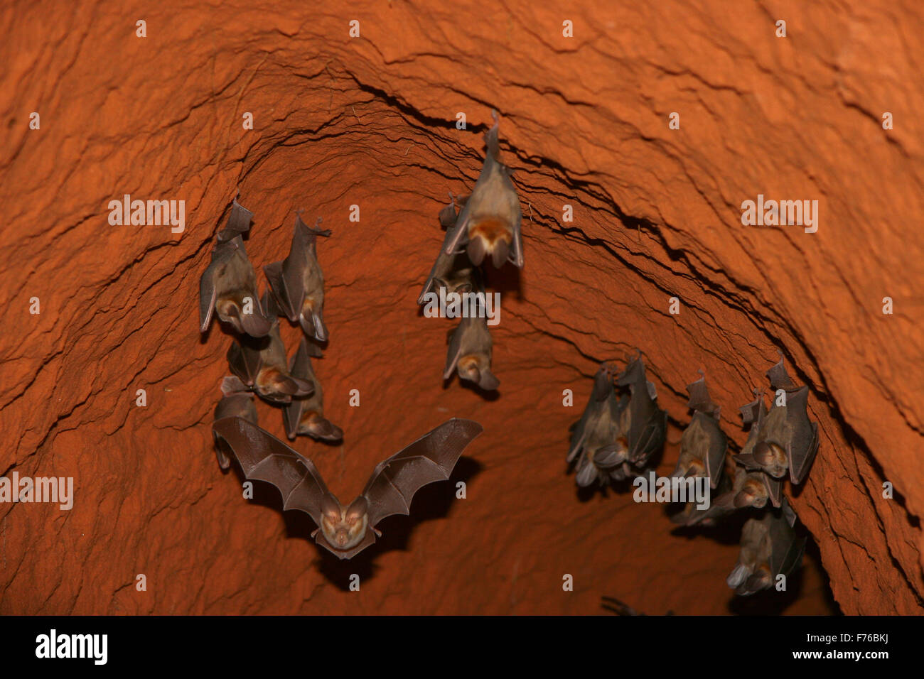 Bats roosting in a sand cave in the Kgalagadi Transfrontier Park Stock Photo