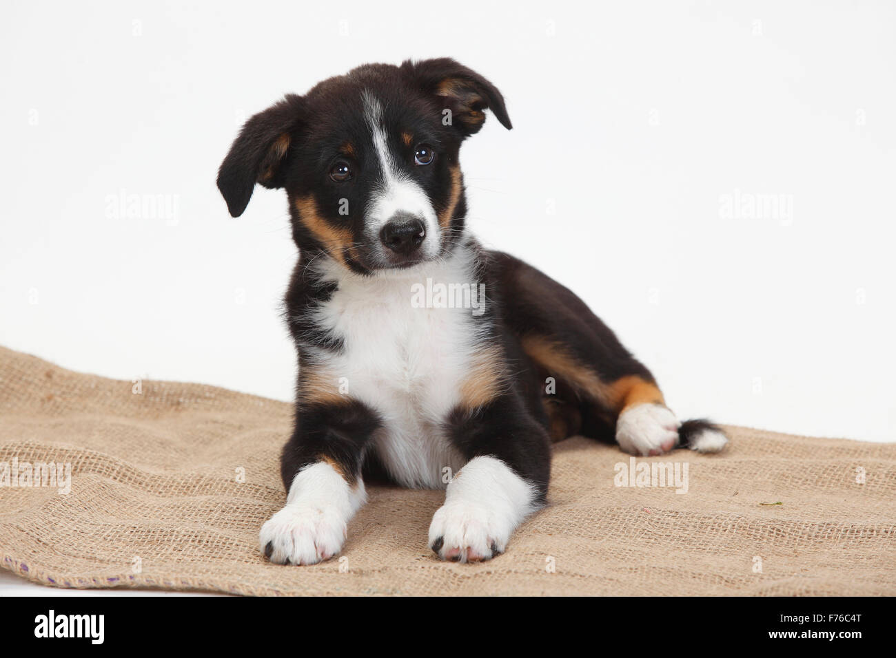 collie stock photography and - Alamy