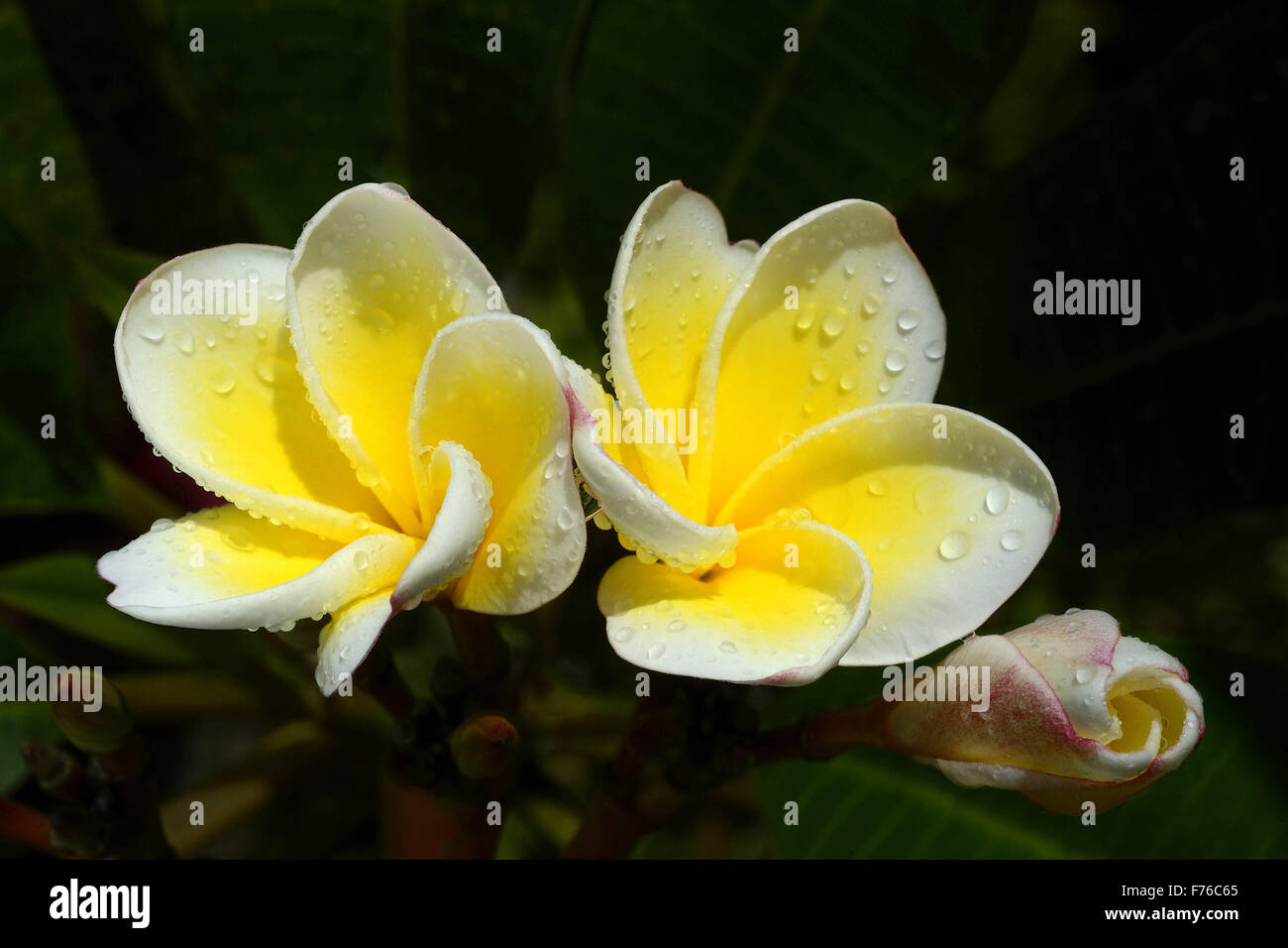 Plumeria rubra flower, nosegay, frangipani, champa flower, trivandrum, kerala, india, asia Stock Photo