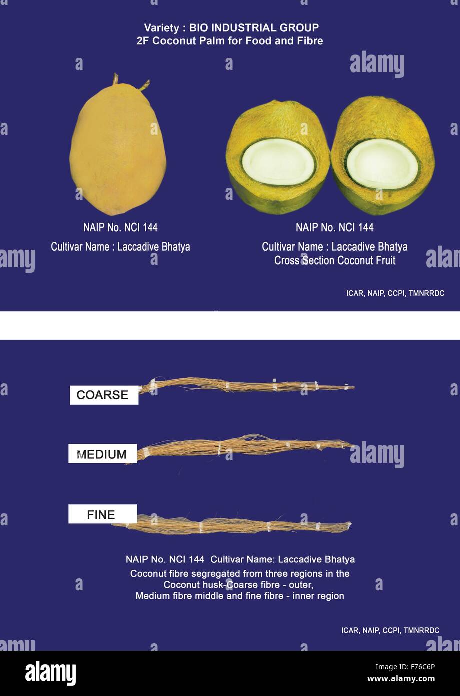 BIOINDUSTRIAL CROP COCONUT PALM R&D Coconut Palm (Cocos nucifera L) “Coconut Fruit” in