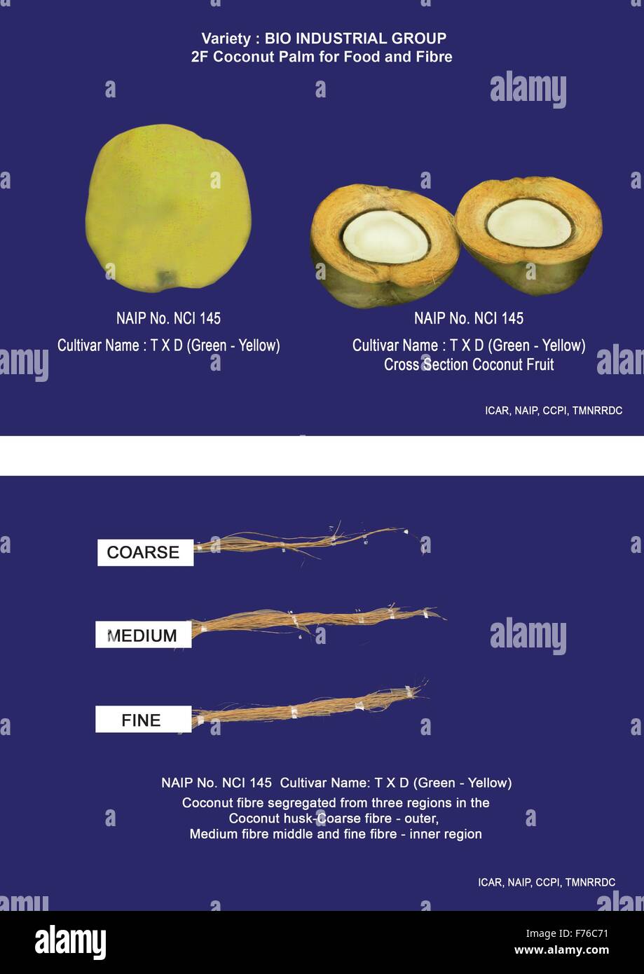 BIOINDUSTRIAL CROP COCONUT PALM R&D Coconut Palm (Cocos nucifera L