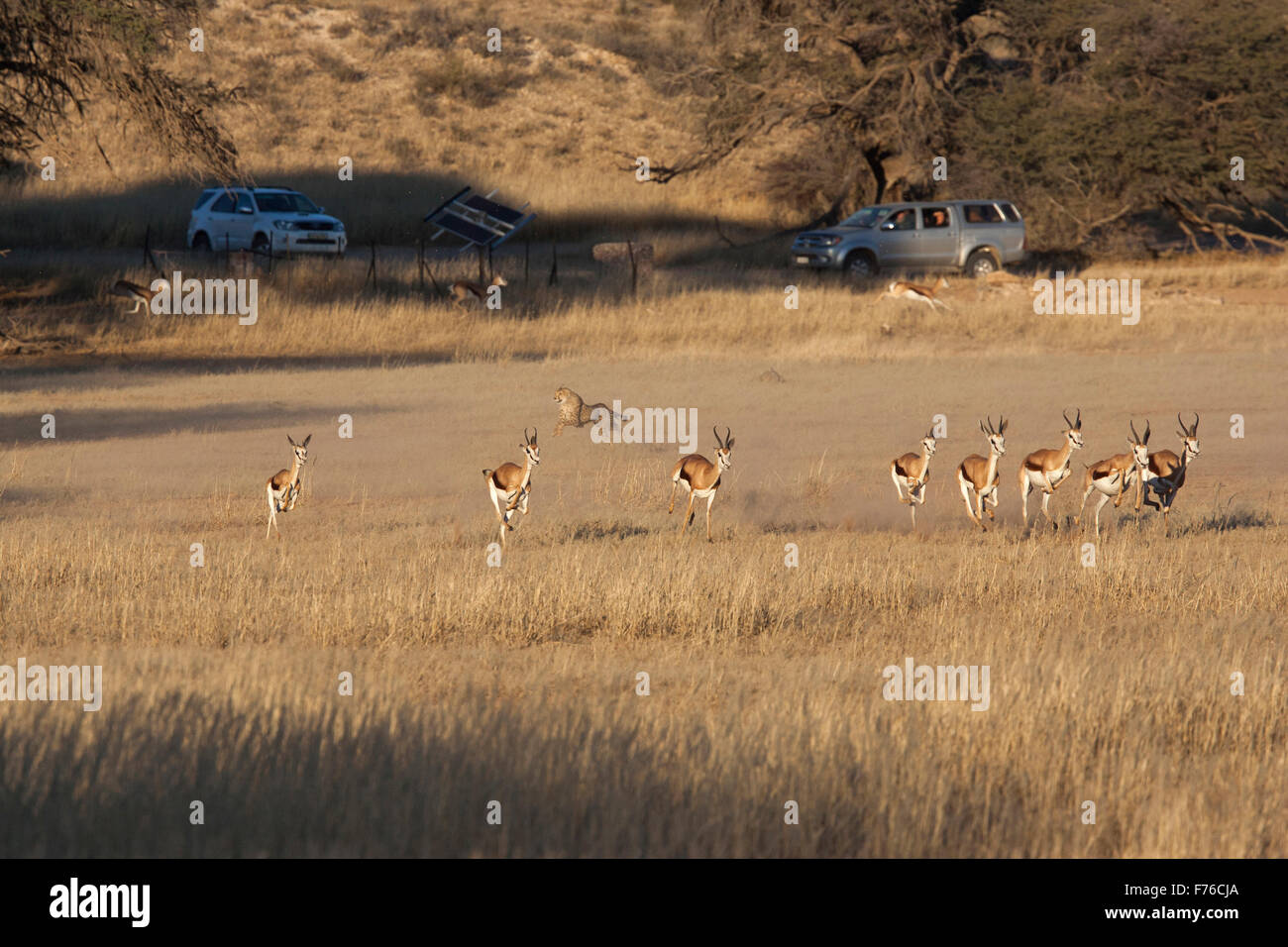 Visitors to the Kgalagadi Transfrontier Park watching a cheetah hunting springbok Stock Photo