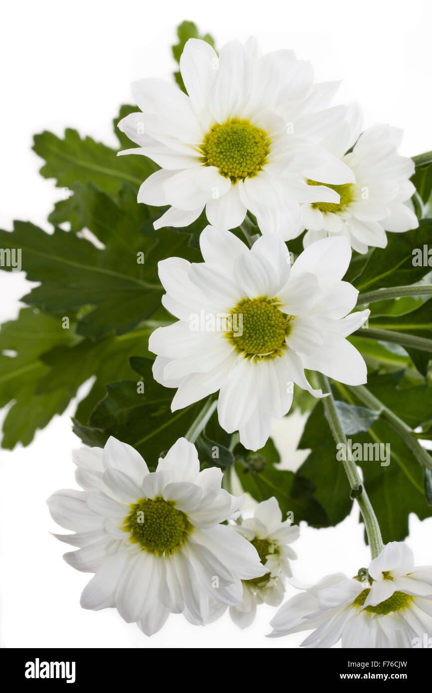 Chrysanthemum symbol hi-res stock photography and images - Alamy