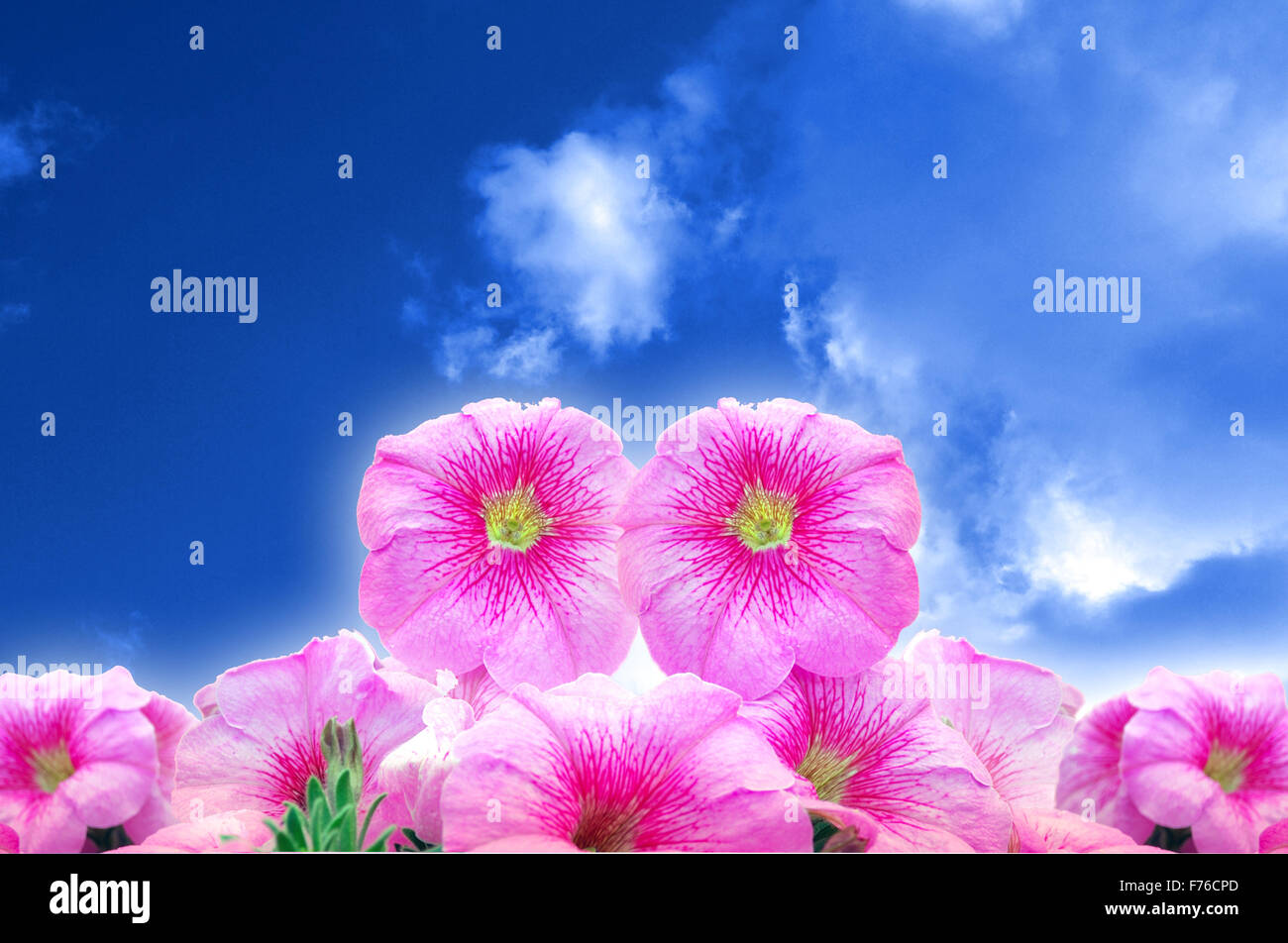 Pink Flowers In Blue Sky Stock Photo Alamy