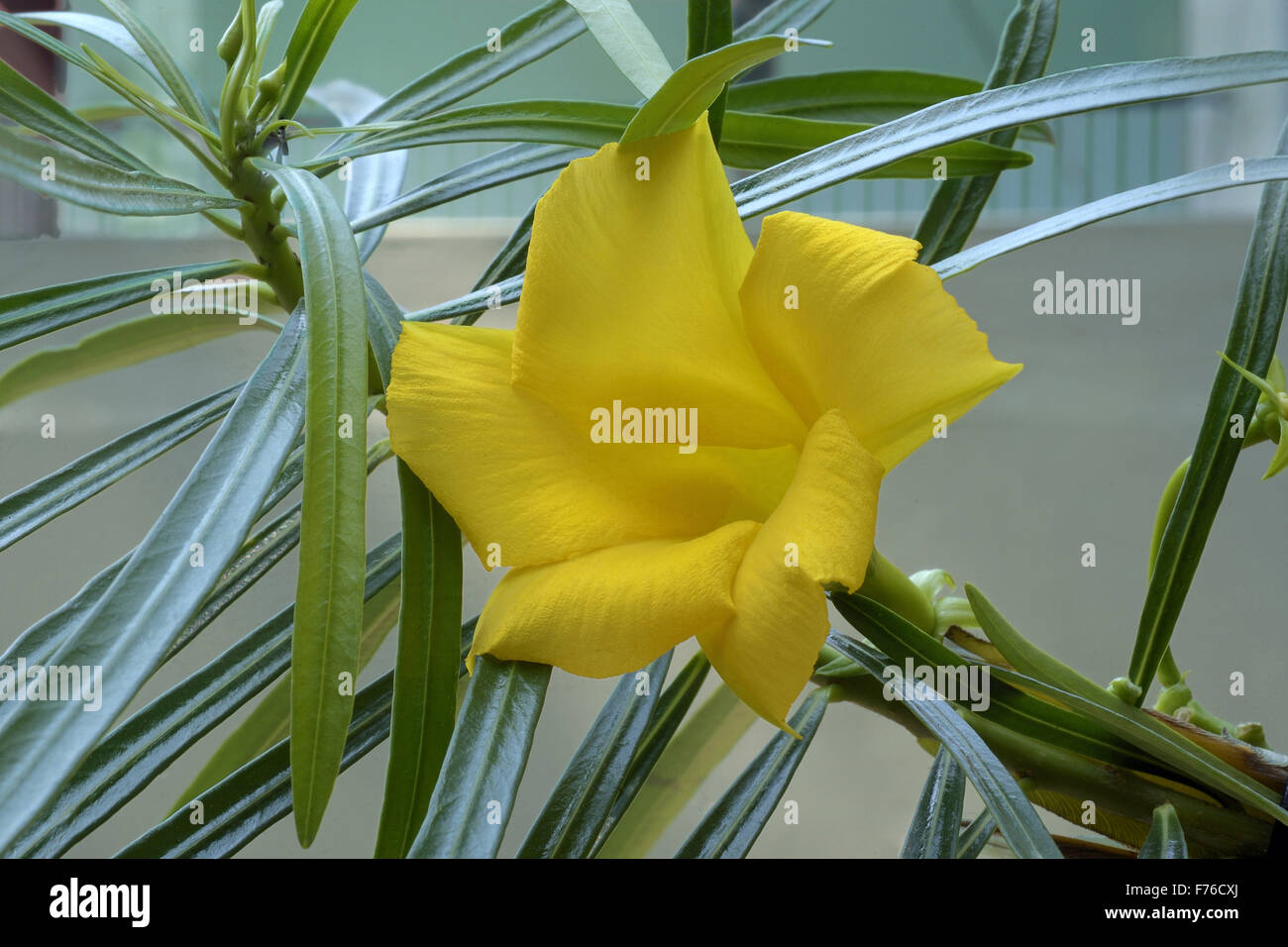 Yellow oleander flower, Cascabela thevetia, lucky nut plant Stock ...