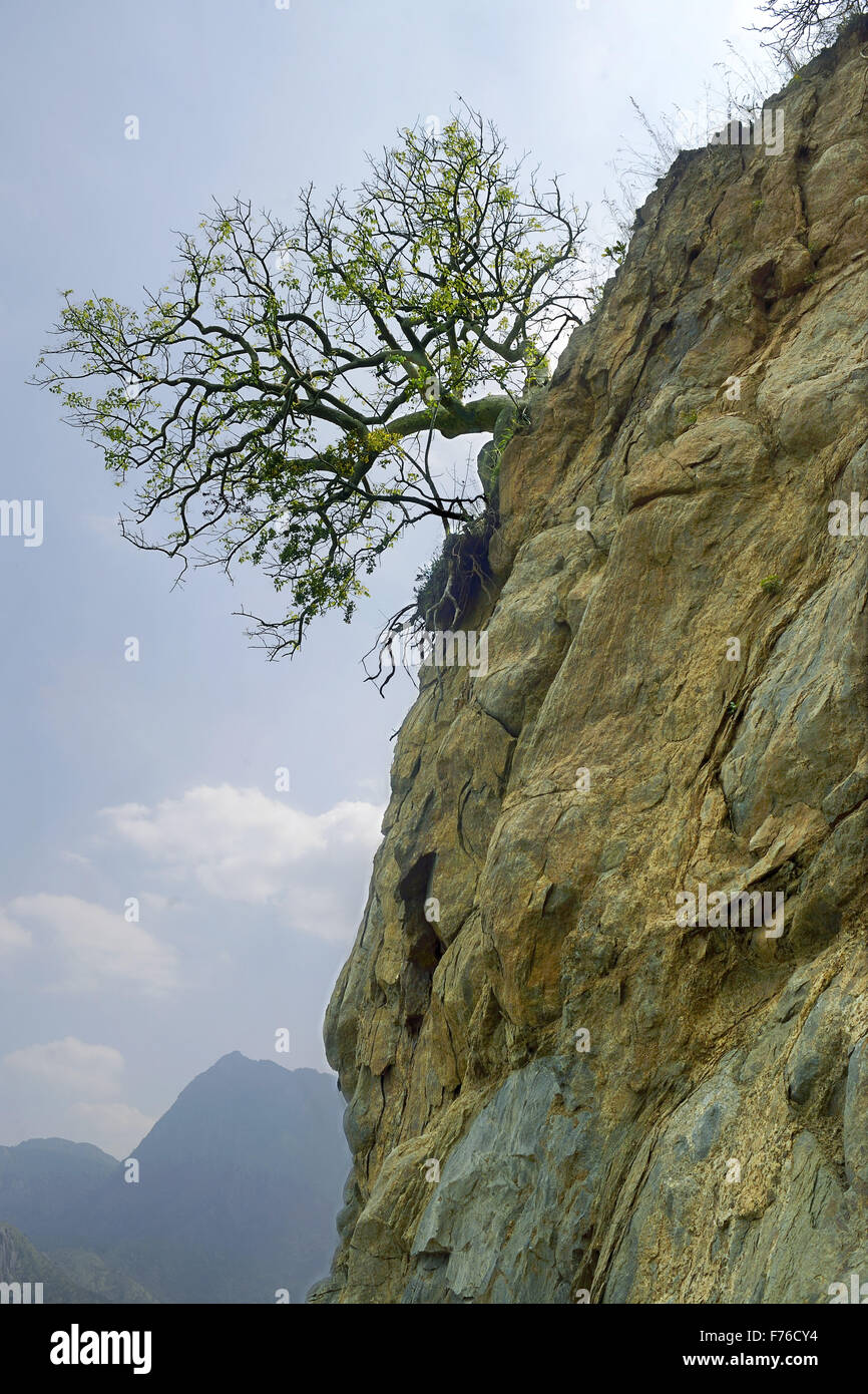 Tree on rock, Western Ghats, Sahyadri mountain range, Tamil Nadu, India, Asia Stock Photo