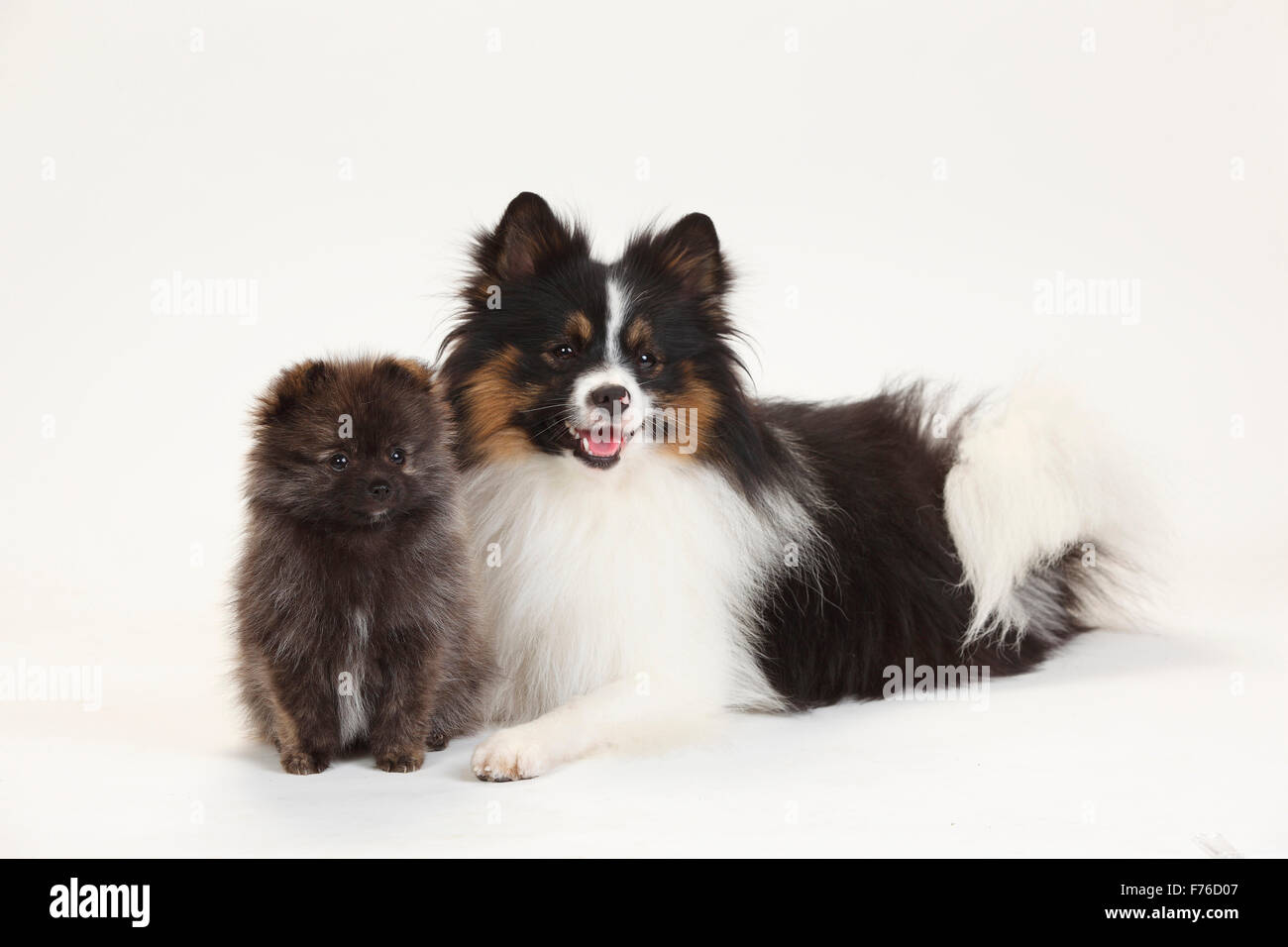 Mixed Breed Dog (Spitz cross) and Miniature German Spitz, puppy, 12 weeks|Mischlingshund (Kleinspitzmischling) und Kleinspitz, W Stock Photo