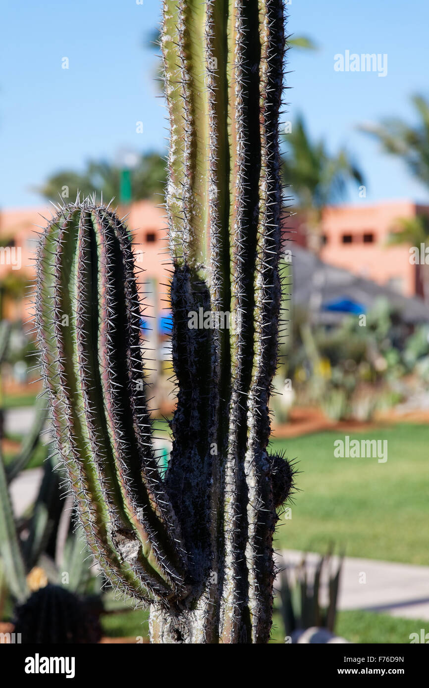 Cactus in cabo san lucas hires stock photography and images Alamy