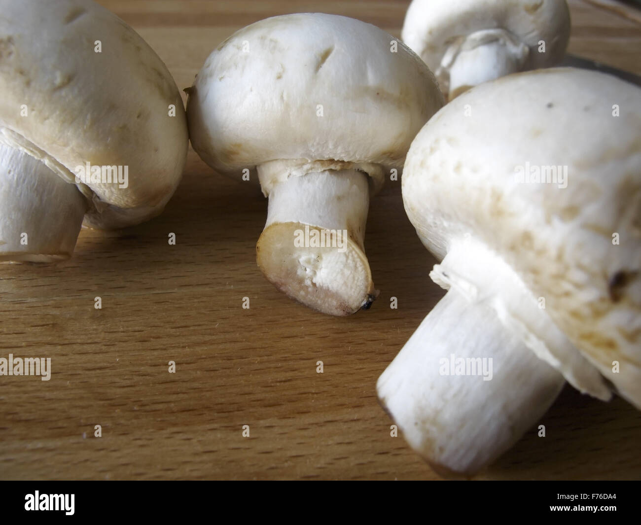 mushroom Stock Photo