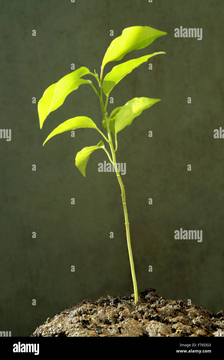 Passion fruit plant, trivandrum, kerala, india, asia Stock Photo Alamy