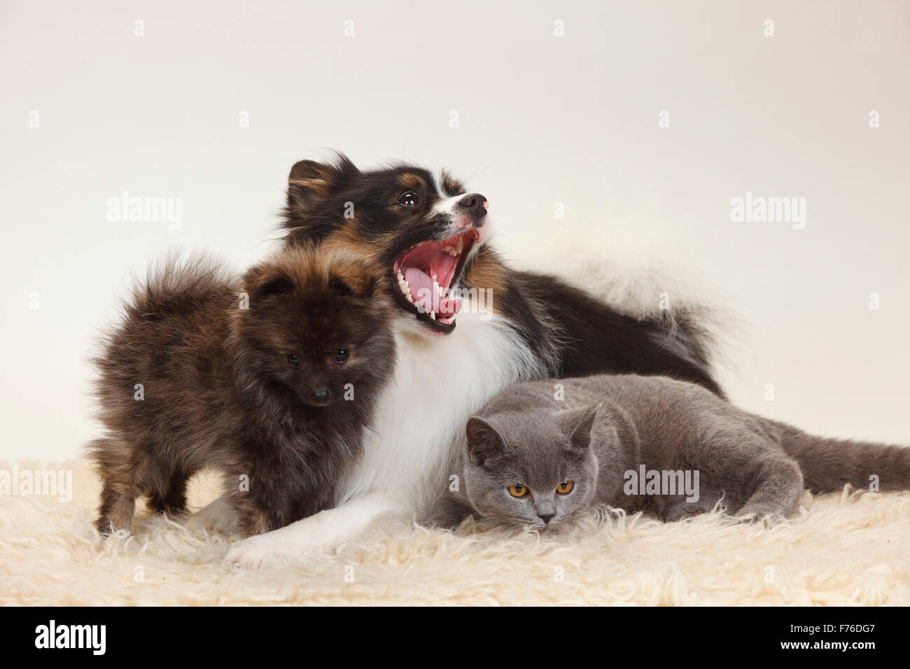 British Shorthair Mixed Breed Dog Spitz Cross And Miniature