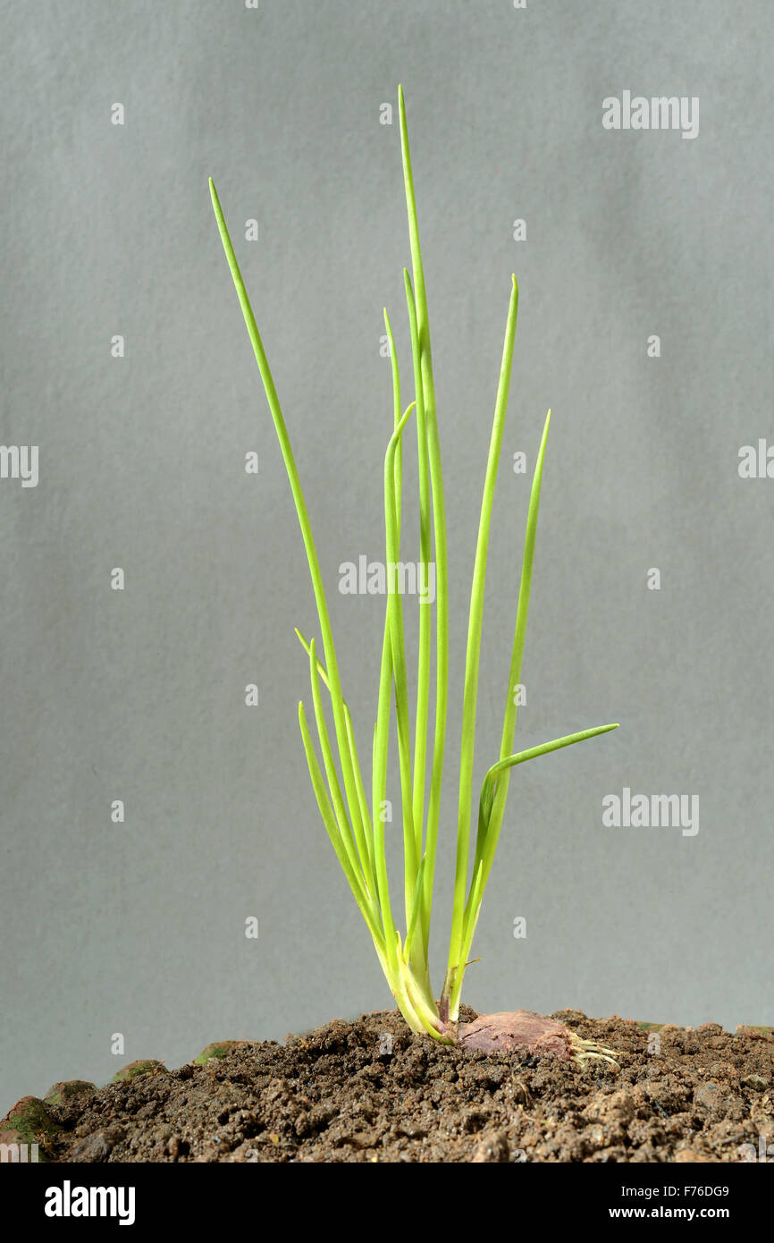 Onion seedling plant, trivandrum, kerala, india, asia Stock Photo Alamy